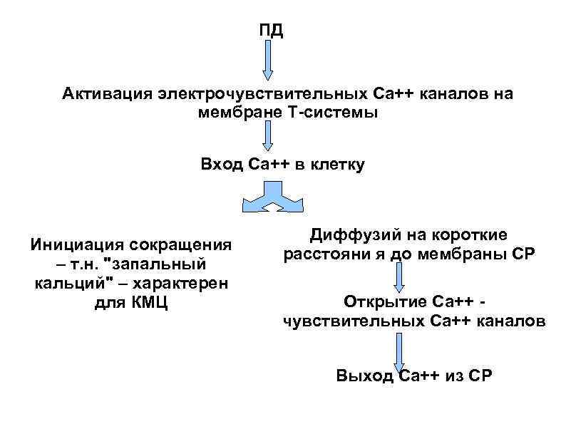     ПД Активация электрочувствительных Са++ каналов на   мембране Т-системы