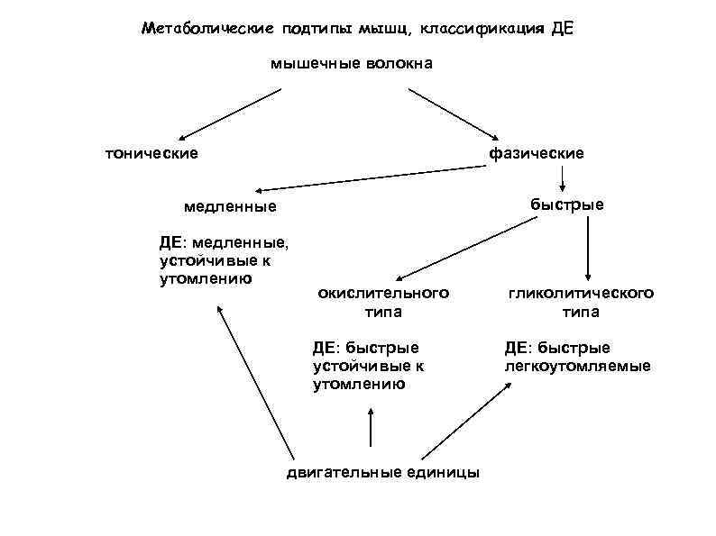   Метаболические подтипы мышц, классификация ДЕ   мышечные волокна тонические  