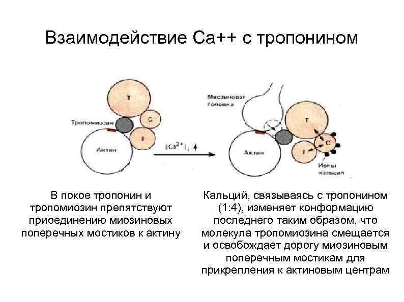 Нарушению взаимодействия. Тропонин взаимодействие са. Тропонин функция. Взаимодействие кальция с тропонином. Физиология тропонина.