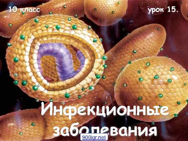 10 класс    урок 15.   Инфекционные   заболевания 