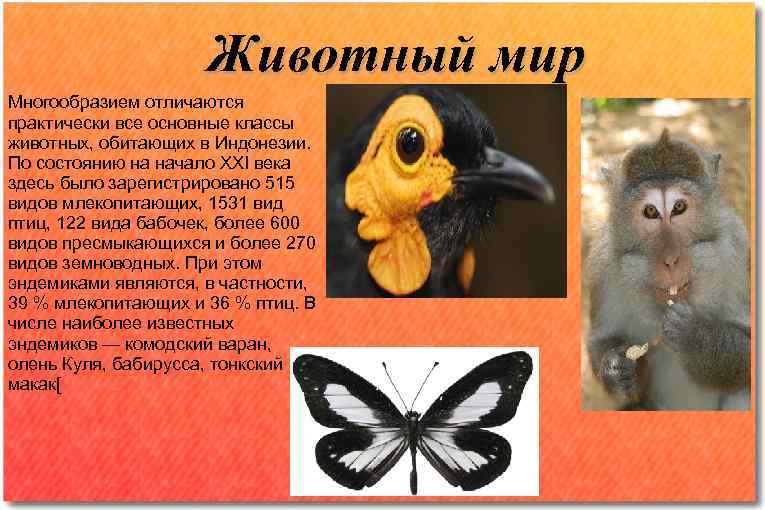      Животный мир Многообразием отличаются практически все основные классы животных,