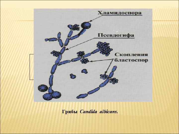 Грибы Candida albicans. 