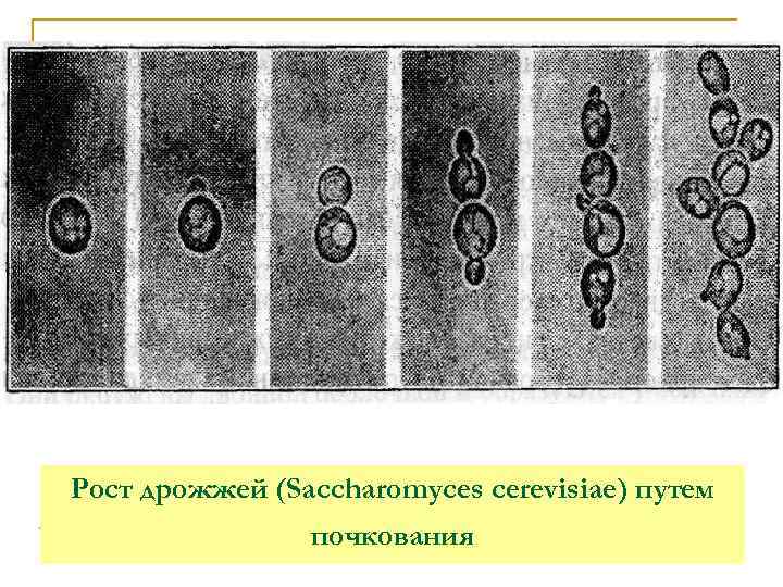 Рост дрожжей (Saccharomyces cerevisiae) путем   почкования 