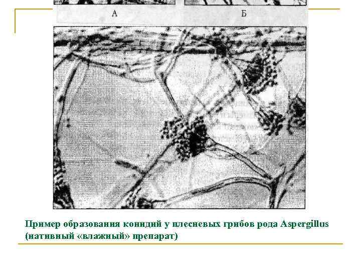 Пример образования конидий у плесневых грибов рода Aspergillus (нативный «влажный» препарат) 