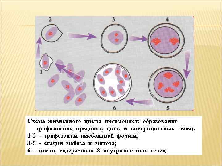 Схема жизненного цикла пневмоцист: образование  трофозоитов, предцист, и внутрицистных телец. 1 2 