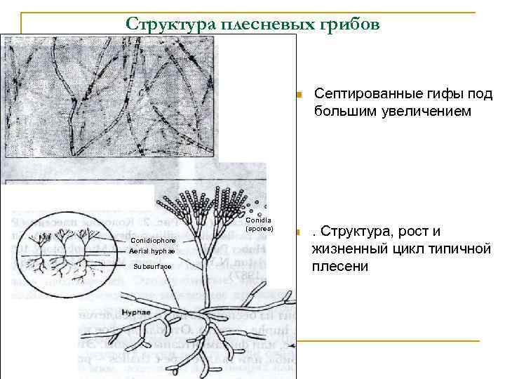 Плесневые грибы схема