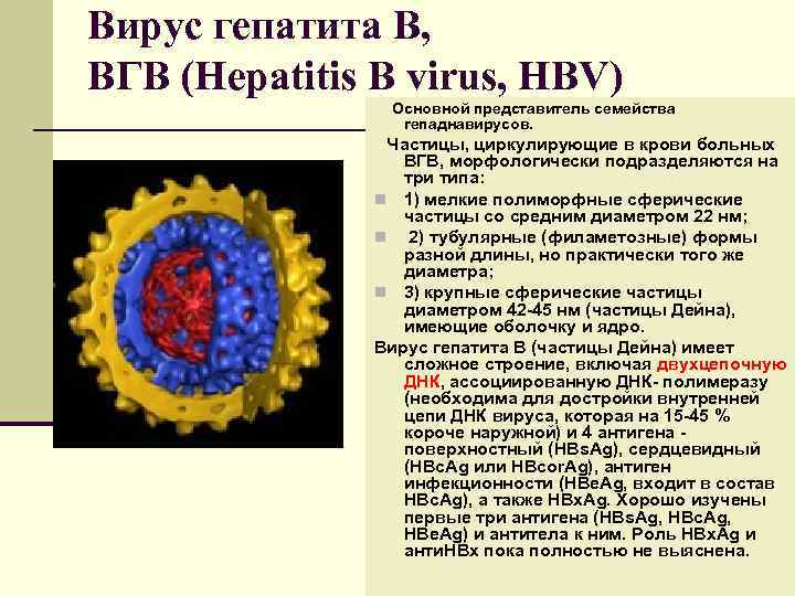 Вирус гепатита В, ВГВ (Hepatitis В virus, HBV)    Основной представитель семейства