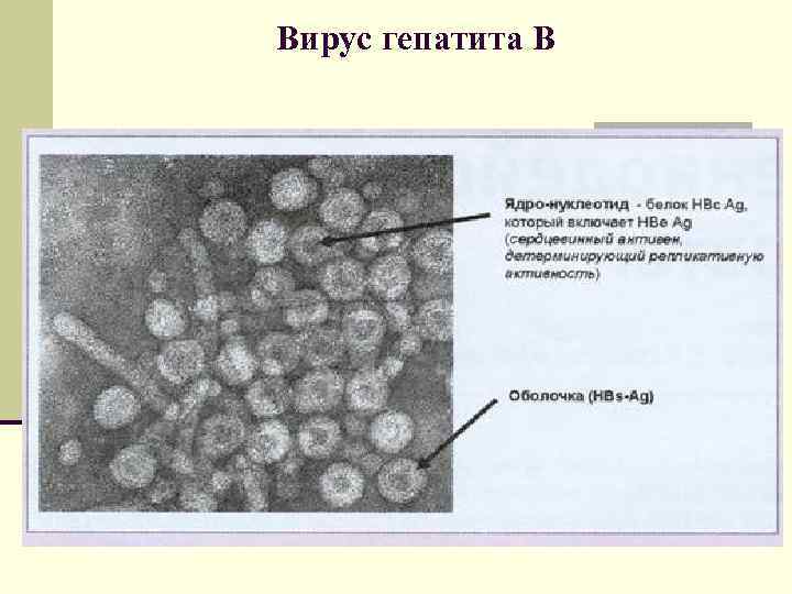 Вирус гепатита В 