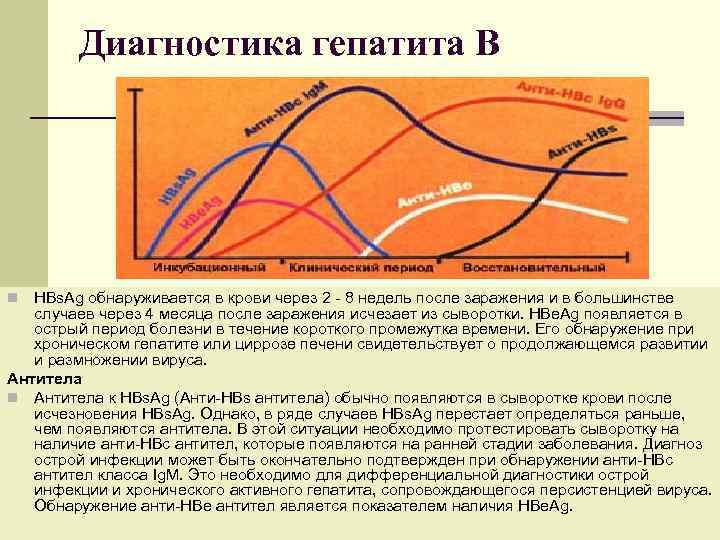   Диагностика гепатита В n HBs. Ag обнаруживается в крови через 2 -