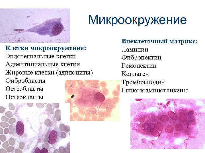 Микроокружение Внеклеточный матрикс: Клетки микроокружения: Микроокружение Внеклеточный матрикс: Клетки микроокружения: