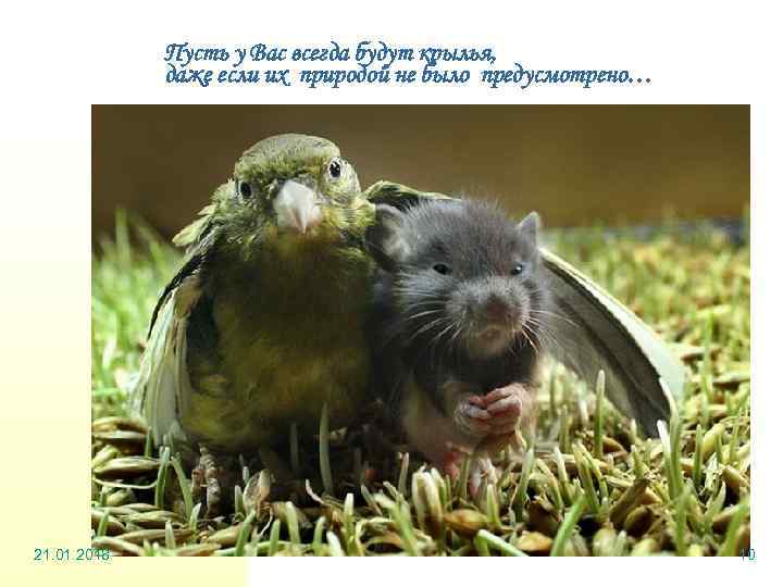    Пусть у Вас всегда будут крылья,    даже если