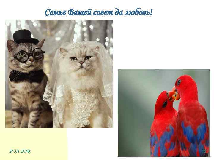    Семье Вашей совет да любовь! 21. 01. 2018   