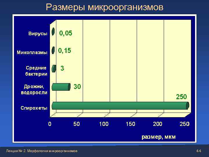      Размеры микроорганизмов Лекция № 2. Морфология микроорганизмов  