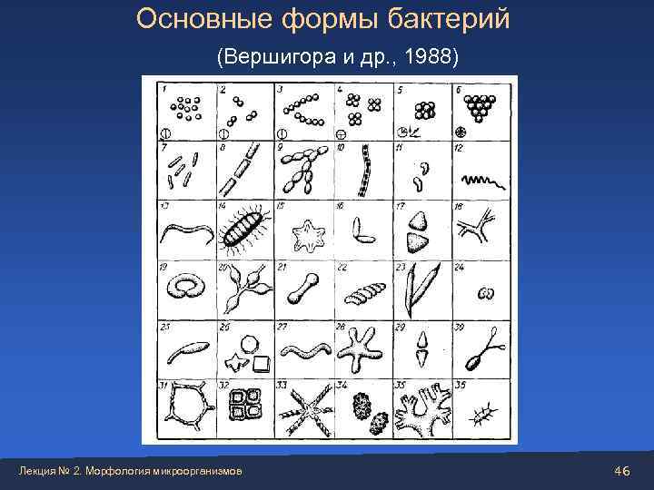     Основные формы бактерий      (Вершигора и