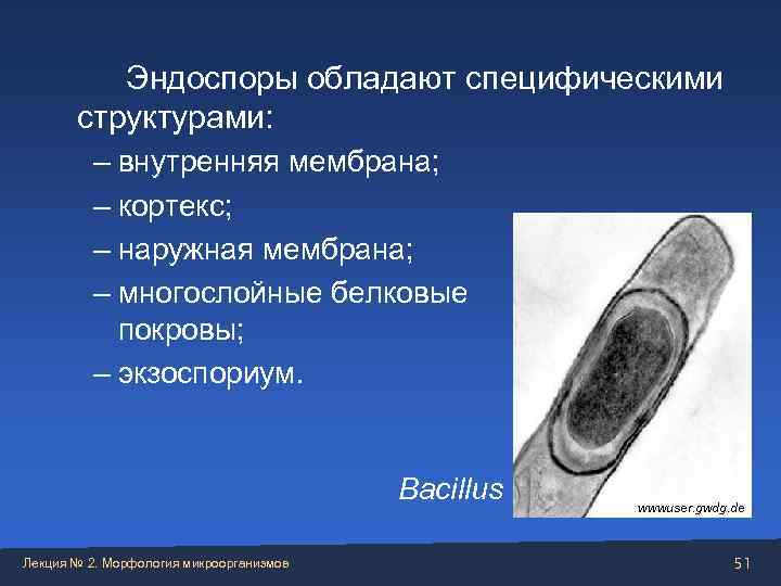    Эндоспоры обладают специфическими   структурами:  – внутренняя мембрана; 