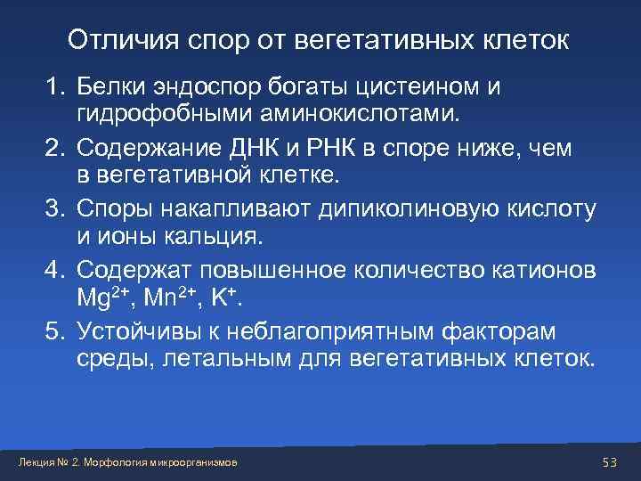 Вегетативные клетки делятся