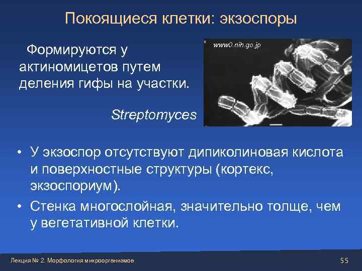     Покоящиеся клетки: экзоспоры    www 0. nih. go.