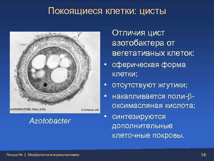 Покоящиеся формы микроорганизмов