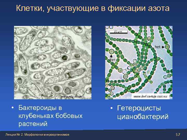  Клетки, участвующие в фиксации азота       www. rdg.
