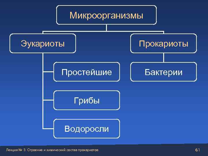       Микроорганизмы  Эукариоты     