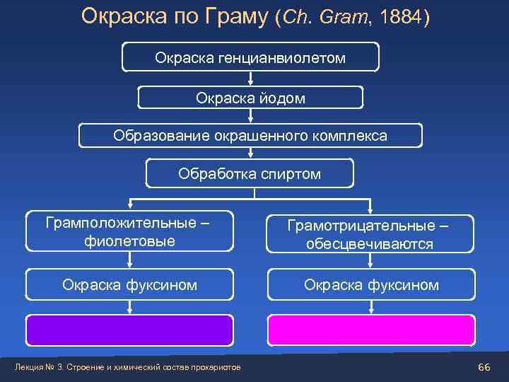     Окраска по Граму (Ch. Gram, 1884)    
