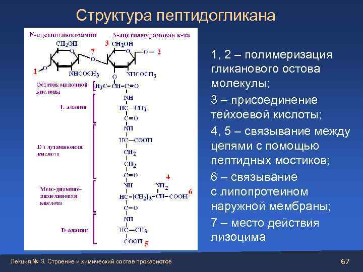     Структура пептидогликана      1, 2 –