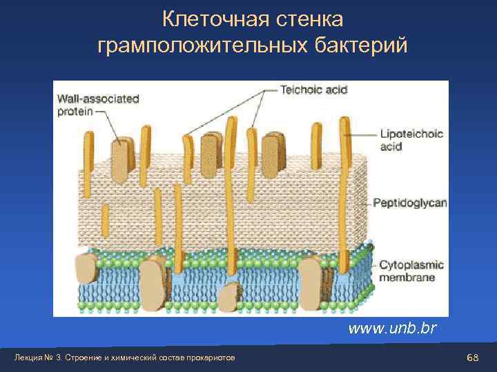 Стенка клетки состоит