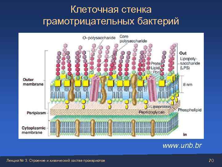     Клеточная стенка     грамотрицательных бактерий  