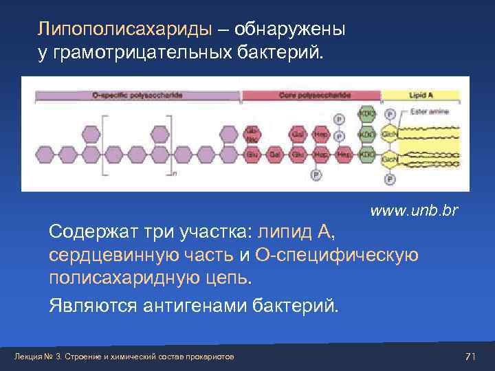 Липополисахарид. Липополисахарид клеточной стенки. Липополисахариды клеточной стенки бактерий. Липополисахарид грамотрицательных бактерий. Липополисахариды грамположительных бактерий.