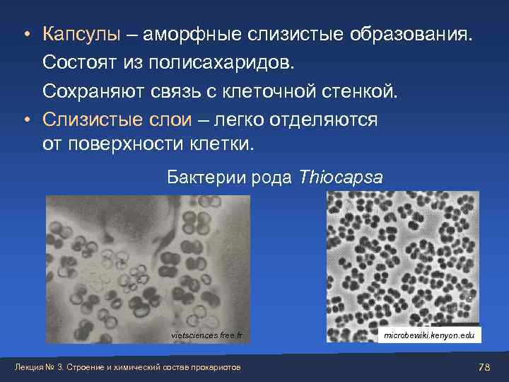  • Капсулы – аморфные слизистые образования. Состоят из полисахаридов. Сохраняют связь с клеточной