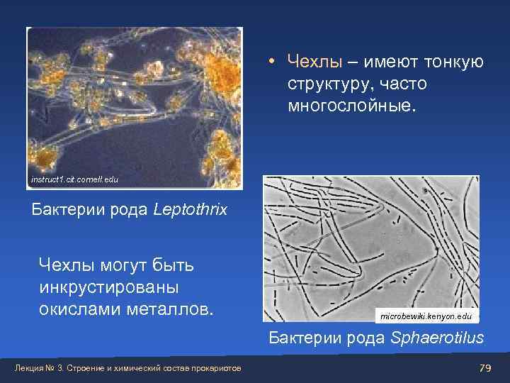      • Чехлы – имеют тонкую    