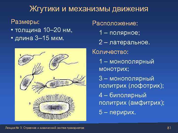     Жгутики и механизмы движения Размеры:     Расположение: