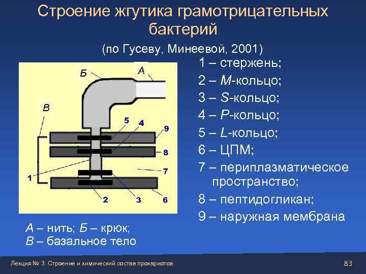   Строение жгутика грамотрицательных    бактерий     (по