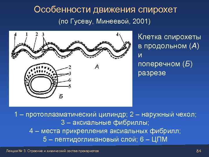     Особенности движения спирохет     (по Гусеву, Минеевой,