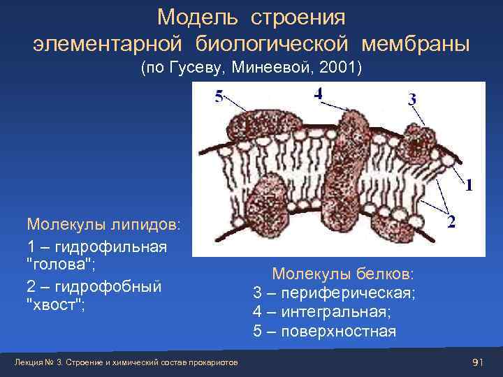    Модель строения элементарной биологической мембраны     (по Гусеву,