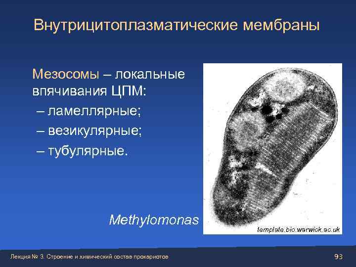   Внутрицитоплазматические мембраны   Мезосомы – локальные   впячивания ЦПМ: 