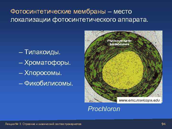 Хлорофилл цианобактерий. Цианобактерии строение мембраны. Фотосинтетический аппарат цианобактерий. Фотосинтетические мембраны прокариот. Схема строения цианобактерии.