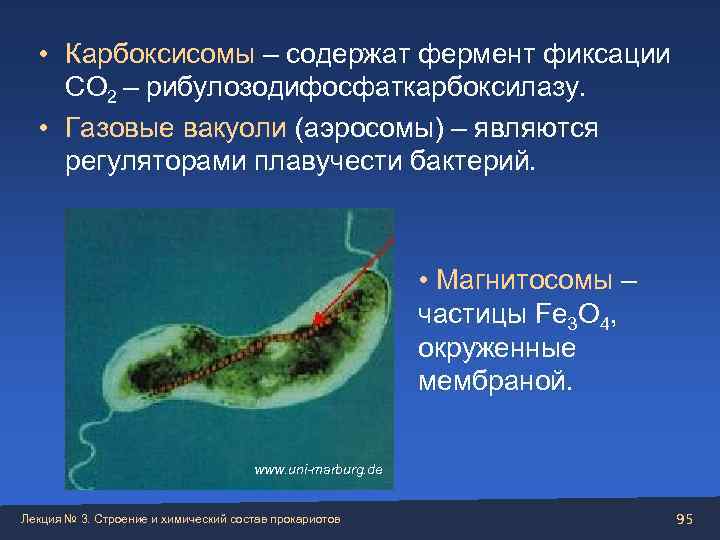   • Карбоксисомы – содержат фермент фиксации СО 2 – рибулозодифосфаткарбоксилазу. • Газовые