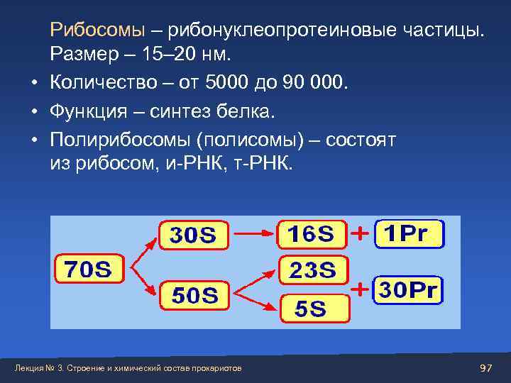  Рибосомы – рибонуклеопротеиновые частицы.  Размер – 15– 20 нм. • Количество –