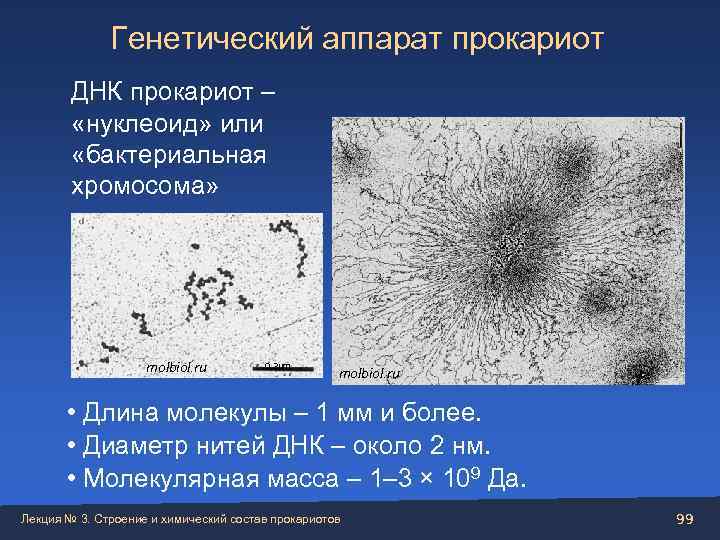    Генетический аппарат прокариот   ДНК прокариот –  «нуклеоид» или