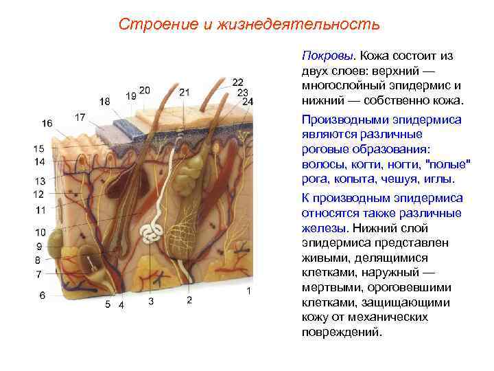 Строение и жизнедеятельность    Покровы. Кожа состоит из    двух