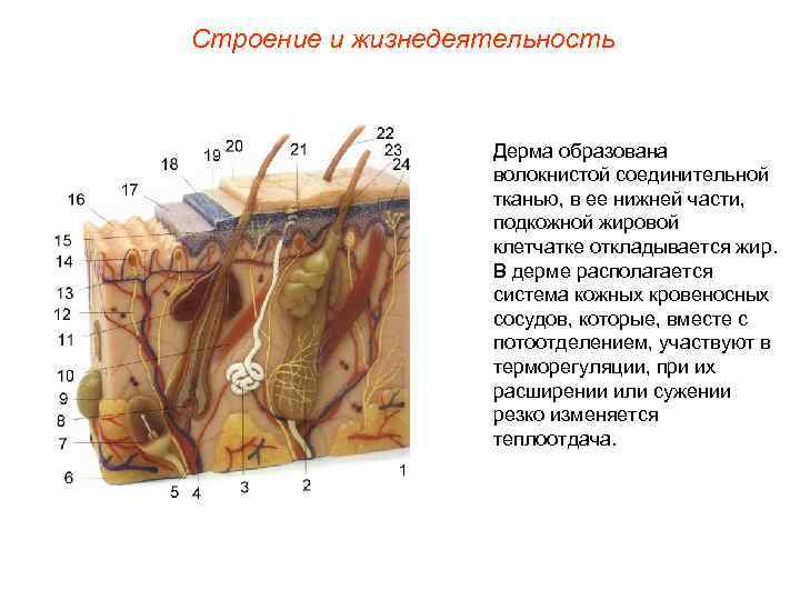 Строение и жизнедеятельность    Дерма образована    волокнистой соединительной 