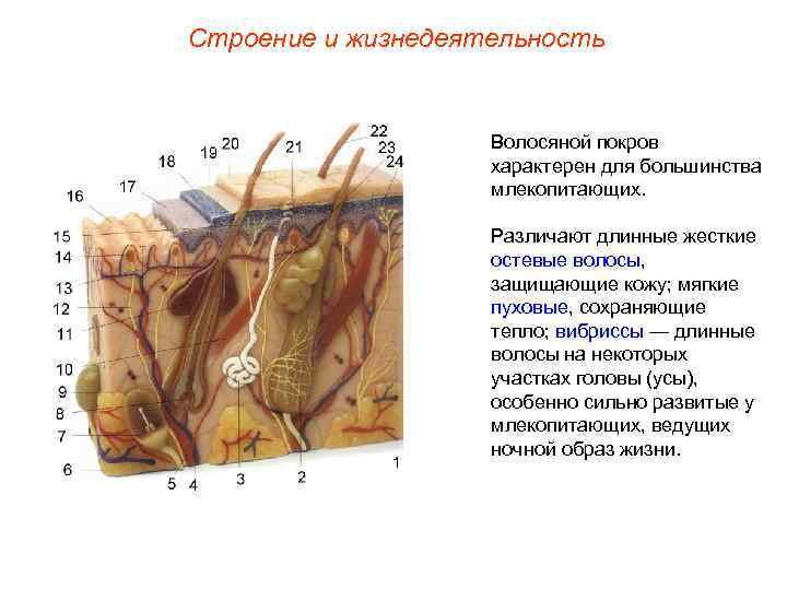 Строение и жизнедеятельность    Волосяной покров     характерен для
