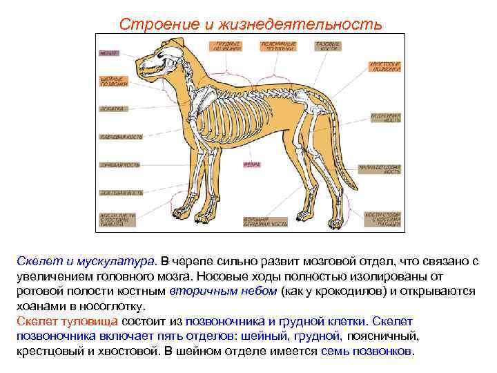     Строение и жизнедеятельность Скелет и мускулатура. В черепе сильно развит