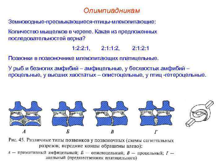      Олимпиадникам Земноводные-пресмыкающиеся-птицы-млекопитающие: Количество мыщелков в черепе. Какая из предложенных
