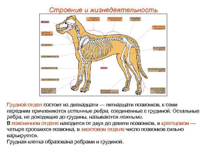     Строение и жизнедеятельность Грудной отдел состоит из двенадцати — пятнадцати