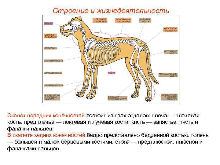     Строение и жизнедеятельность Скелет передних конечностей состоит из трех отделов: