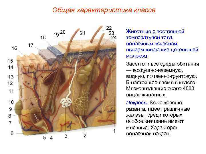 Общая характеристика класса     Животные с постоянной    температурой