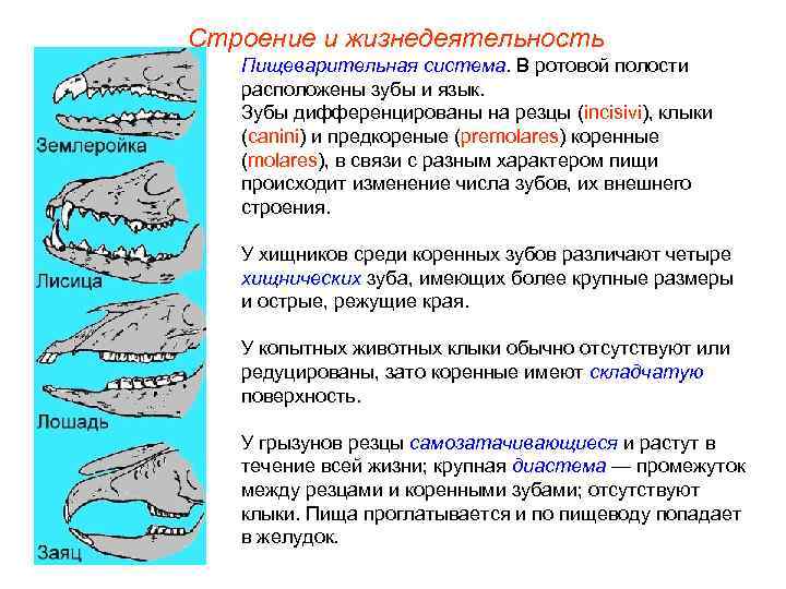 Строение и жизнедеятельность  Пищеварительная система. В ротовой полости  расположены зубы и язык.