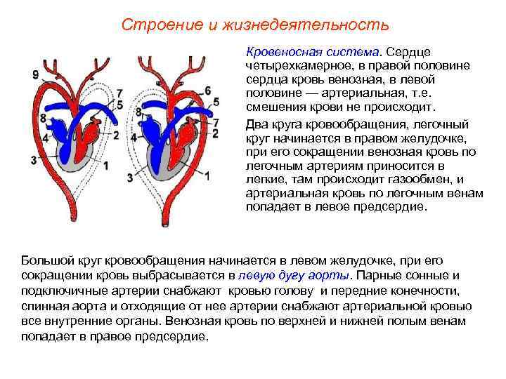     Строение и жизнедеятельность      Кровеносная система.